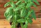 Basil - Italian Sweet - McKenzie Seeds
