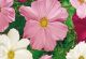 Cosmos - Early Sensation Mix - McKenzie Seeds