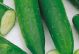 Cucumber - Improved Long Green - McKenzie Seeds