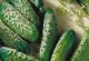 Cucumber - National Pickling - McKenzie Seeds