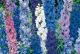 Delphinium - Pacific Giants Mix - McKenzie Seeds