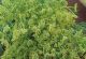 Dill - McKinzie Seeds