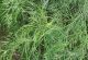 Dill - Fernleaf - McKenzie Seeds