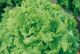 Lettuce - Grand Rapids - McKenzie Seeds