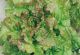 Lettuce Seeds - Prizehead - McKenzie Seeds