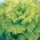 Lettuce Seeds, Early Curled Simpson