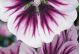 Malva - Zebrian - McKenzie Seeds 