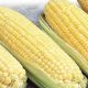 Corn - Canadian Early Supersweet Hybrid SH2 - McKenzie Seeds