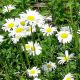 McKenzie Shasta Daisy Seeds, Alaska