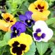 McKenzie Pansy Seeds, Show Swiss Giant