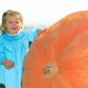 McKenzie Pumpkin Seeds, Dill's Atlantic Giant PVP
