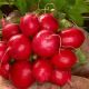 McKenzie Radish Seed Tape, Cherry Belle