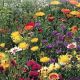 McKenzie Wildflower Seeds, All Purpose Mix