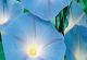 Morning Glory - Heavenly Blue - McKenzie Seeds