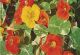 Nasturtium - Alaska Mix - McKenzie Seeds