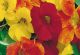 Nasturtium - Jewel Mix - McKenzie Seeds