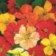 Nasturtium - Jewel Mix - Jumbo Pack - McKenzie Seeds