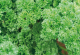 Parsley - Champion Moss Curled - Mckenzie Seeds