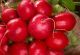 Radish - Cherry Belle - McKenzie Seeds