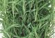 Rosemary - McKenzie Seeds