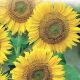 Sunflower - Large Seeded Tall - McKenzie Seeds