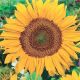 Sunflower Seeds, Sunspot