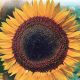 Sunflower Seeds, Taiyo