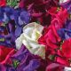 Sweet Pea Seeds, Starry Night Mix - Jumbo Pack