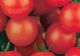 Tomato - Tiny Tim - McKenzie Seeds